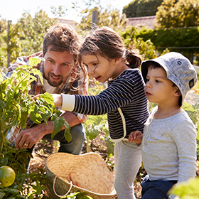 Father with his children picking tomatoes